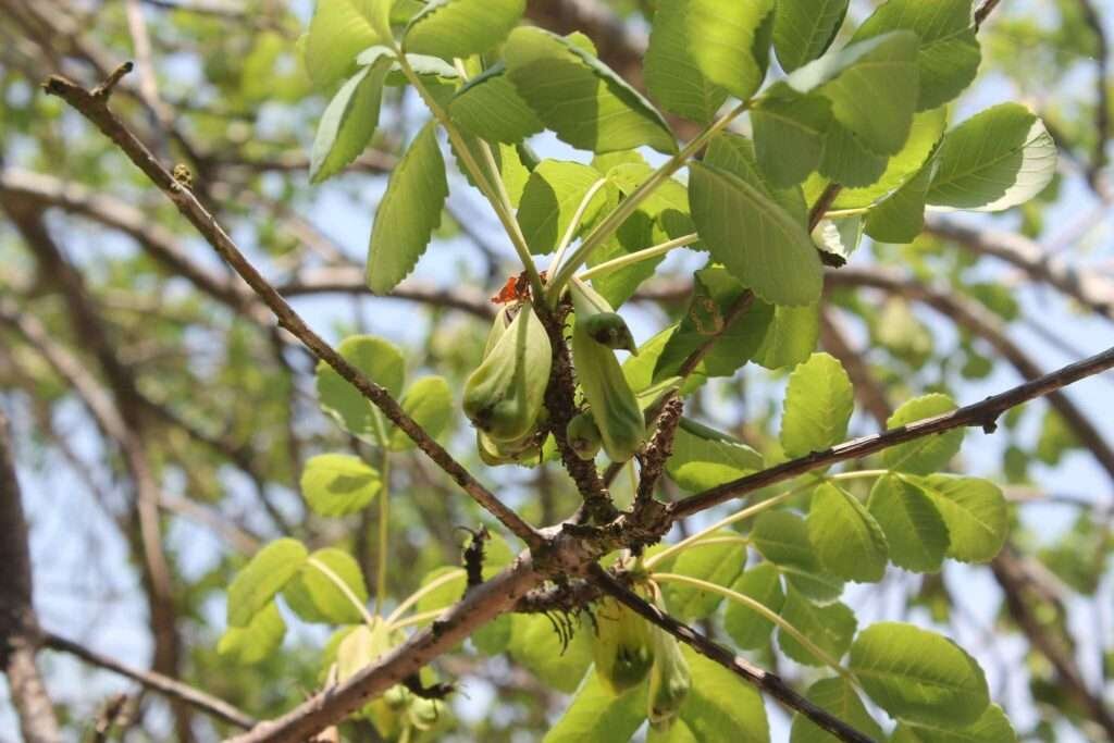 Heilpflanzen aus Mexiko – Cuachalalate Rinde, traditionelles Heilmittel für Magenbeschwerden und Wundheilung