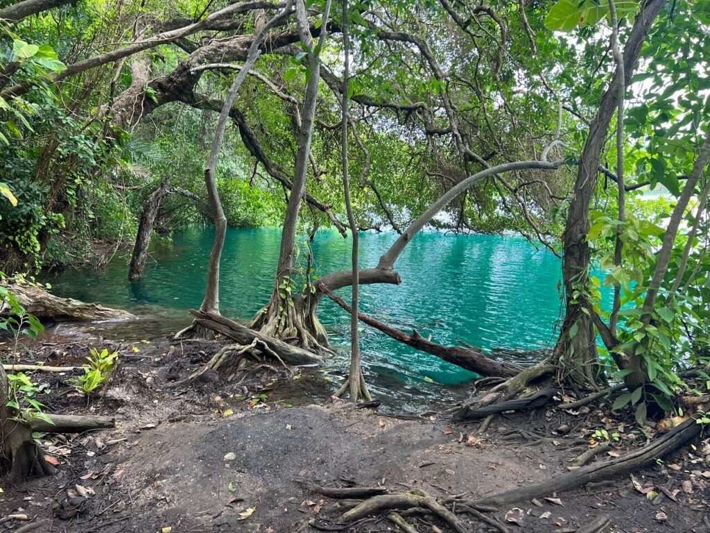 Mangrovenwald und türkisfarbenes Wasser in Bacalar, Quintana Roo – Symbolbild für Grundstückspreise in Mexiko