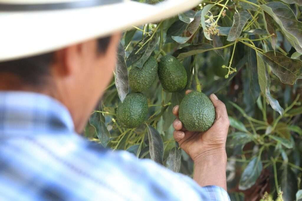 Kaffeebauer prüft reife Avocados in Mexiko