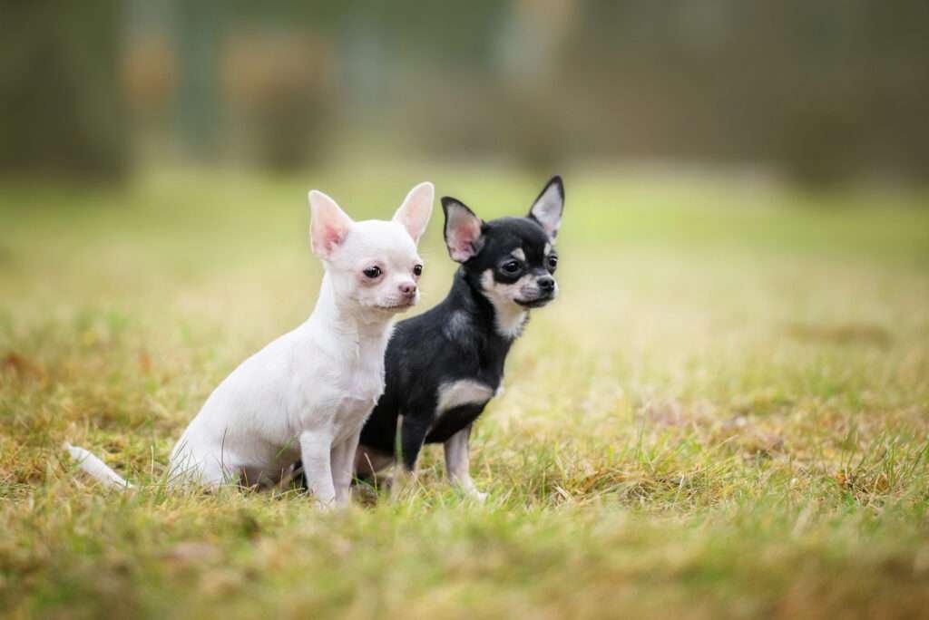 Zwei Chihuahua Hunde als Welpen auf einer Wiese