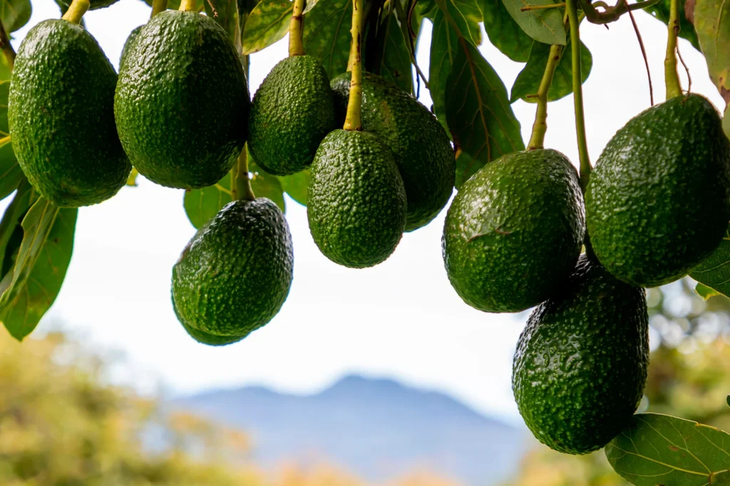 Avocados am Baum – Erntezeit in Mexiko