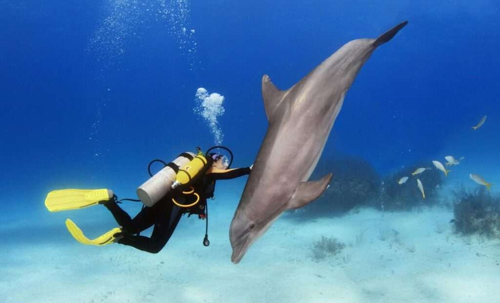 Tauchen mit Delfinen in der Karibik – ein magisches Naturabenteuer in Mexiko unter Wasser