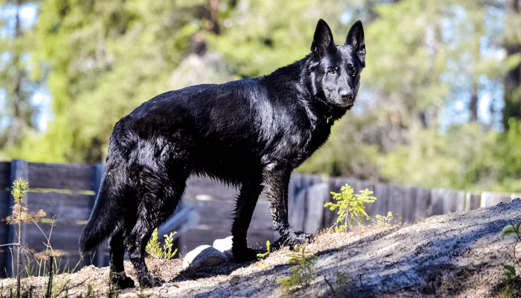 Mexikanischer Wolfshund Calupoh auf einem bewaldeten Hügel