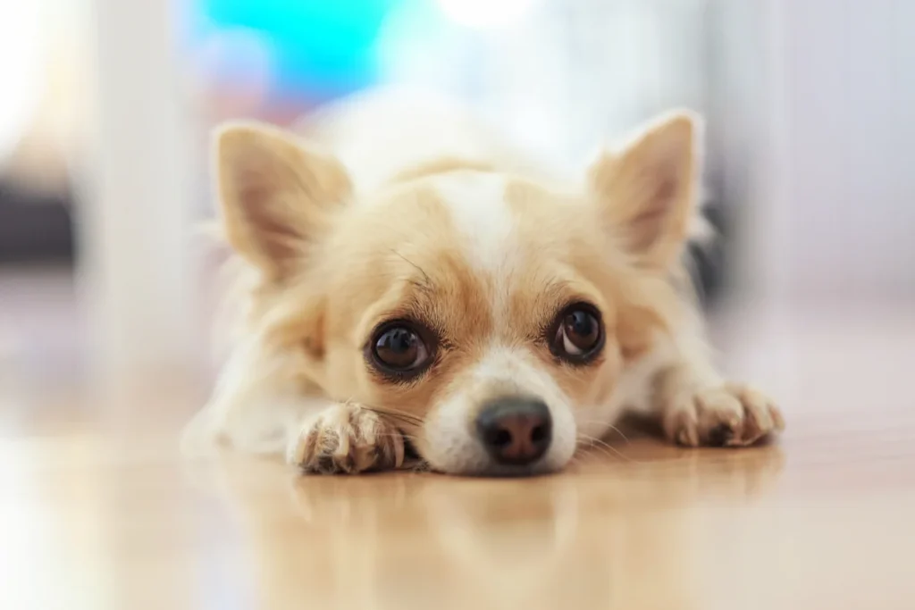 Chihuahua Hund in Nahaufnahme mit großen Augen auf dem Boden liegend