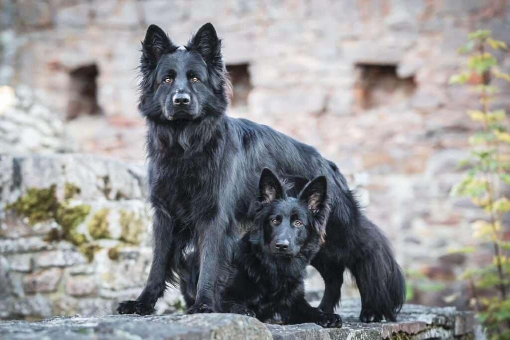 Zwei elegante Exemplare des mexikanischen Wolfshunds Calupoh vor einer alten Ruinenmauer