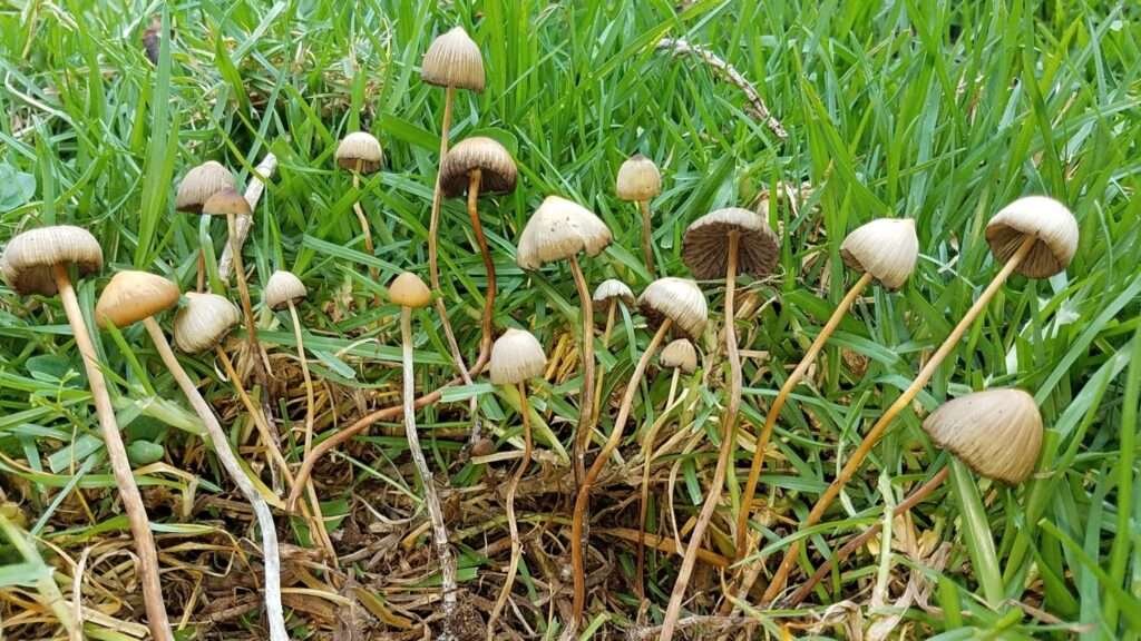 Psilocybin-Pilze auf einer Wiese – psychoaktive Pflanzen in Mexiko