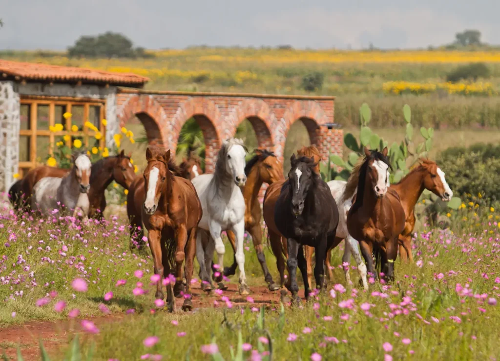 Gruppe galoppierender Pferde vor Rancho – Symbol für Tierhaltung und Freiheit im Rahmen der Kosten für Selbstversorgung in Mexiko