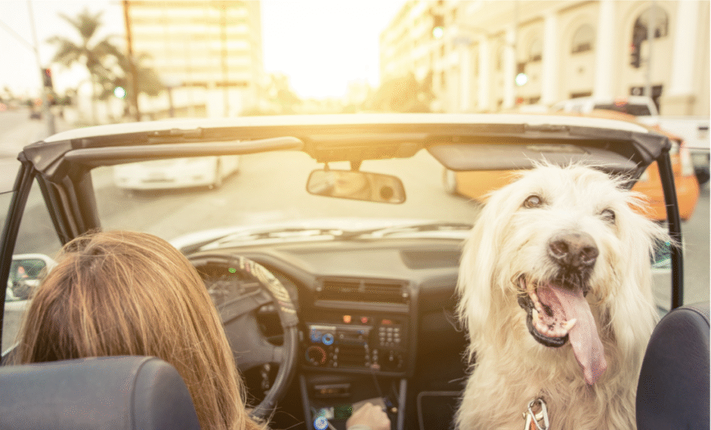 Führerschein in Mexiko – Freiheit auf vier Rädern mit Hund im Cabrio