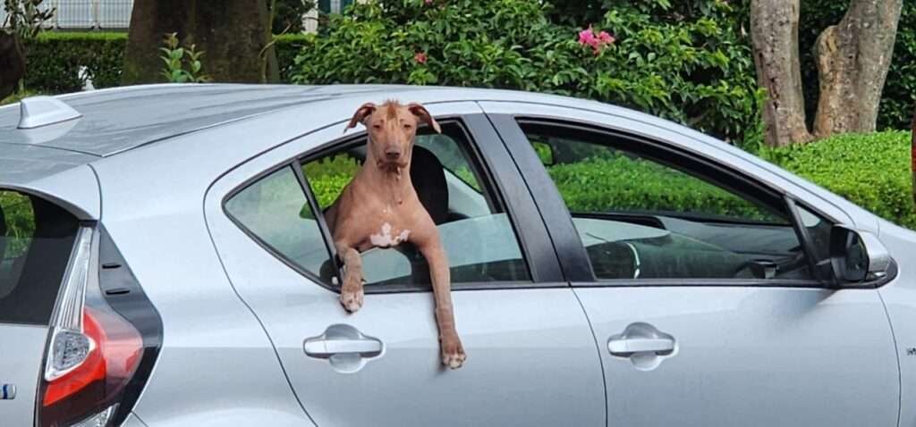 Mein Xoloitzcuintle Odin schaut aus dem Autofenster