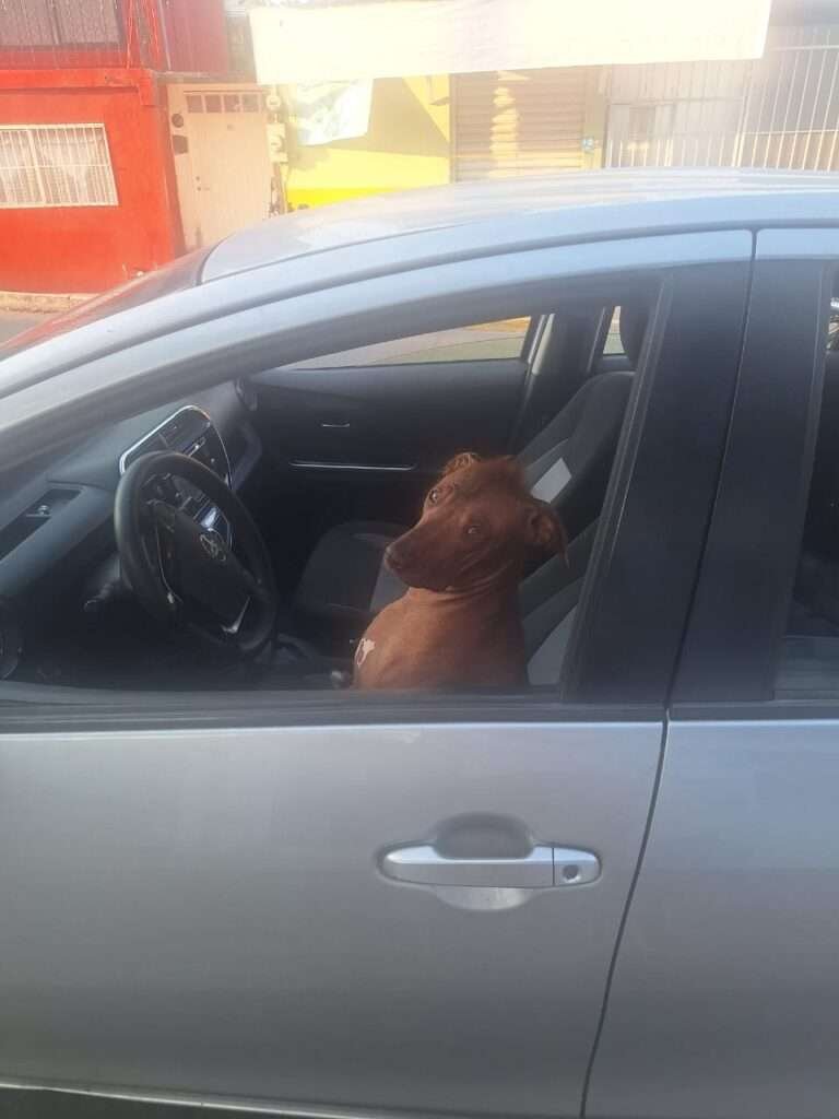 Mein Xoloitzcuintle sitzt stolz auf dem Fahrersitz eines Autos