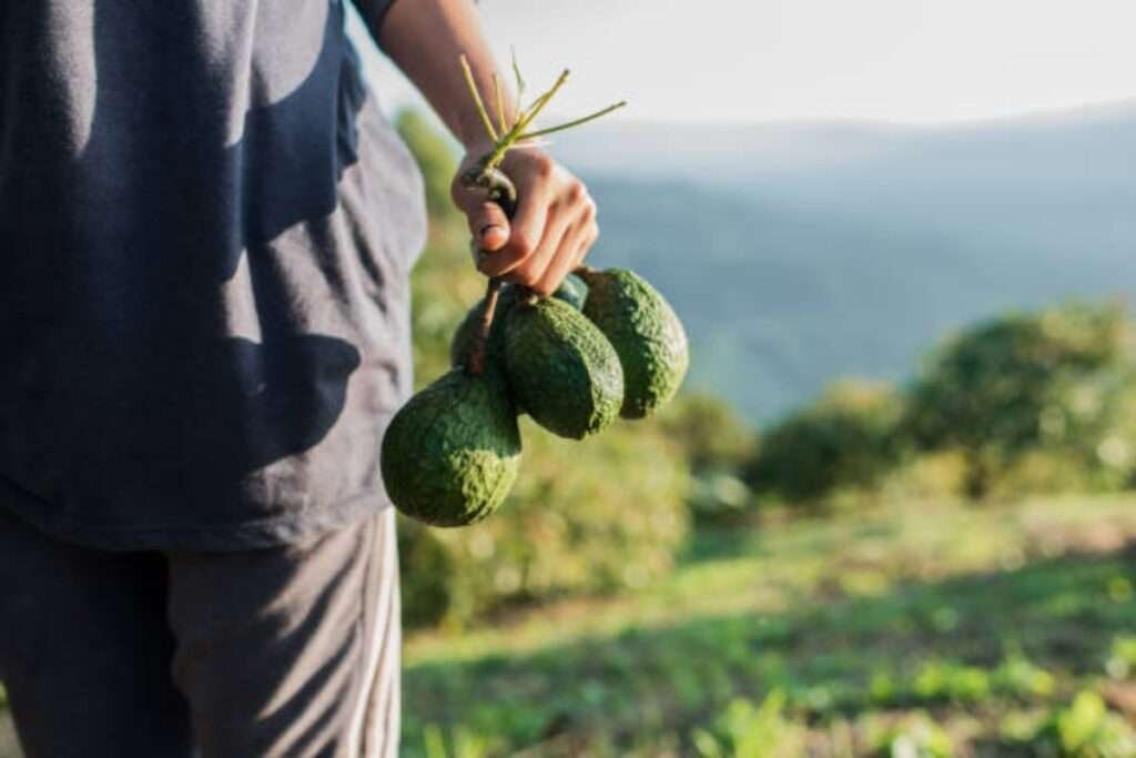 Frisch geerntete Avocados in Mexiko