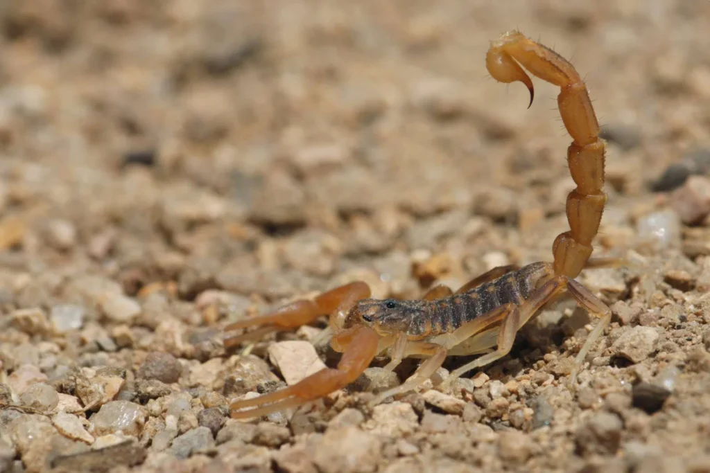 Ein gefährlicher Skorpion auf mexikanischem Boden – giftige Tiere in Mexiko