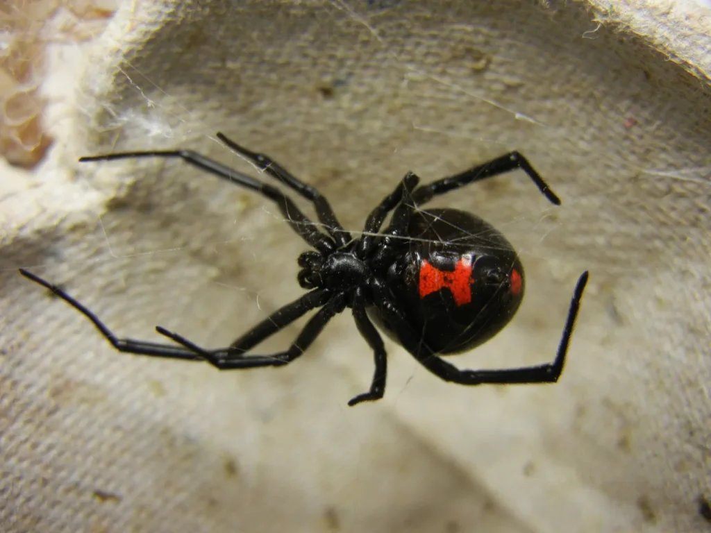 Schwarze Witwe – gefährliche Spinne und typisches Beispiel für giftige Tiere in Mexiko
