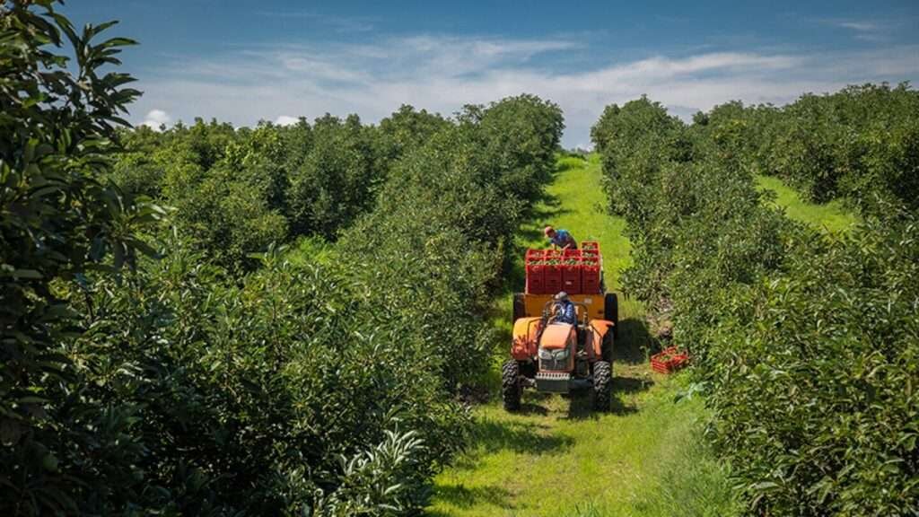Industrielle Avocado-Ernte mit Traktor – Avocados in Mexiko