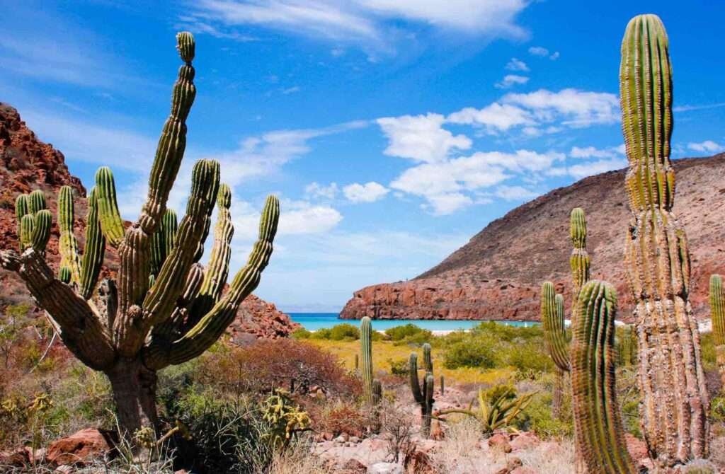 Trockenes Klima in Mexiko – Kakteenlandschaft in Baja California