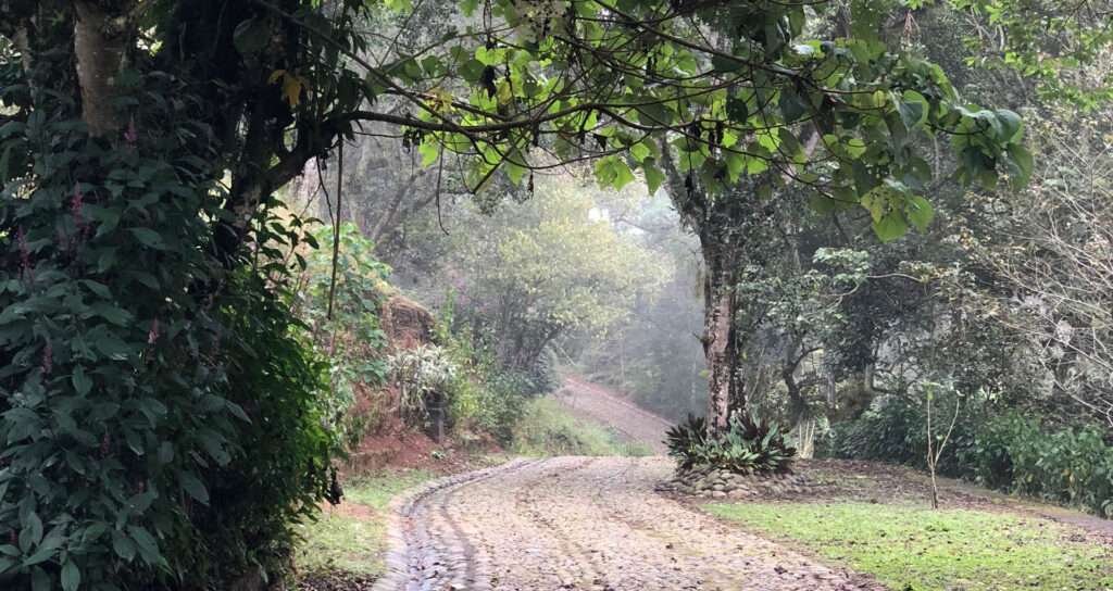 Nebelwaldpfad in Veracruz – perfektes Anbauklima in Mexiko