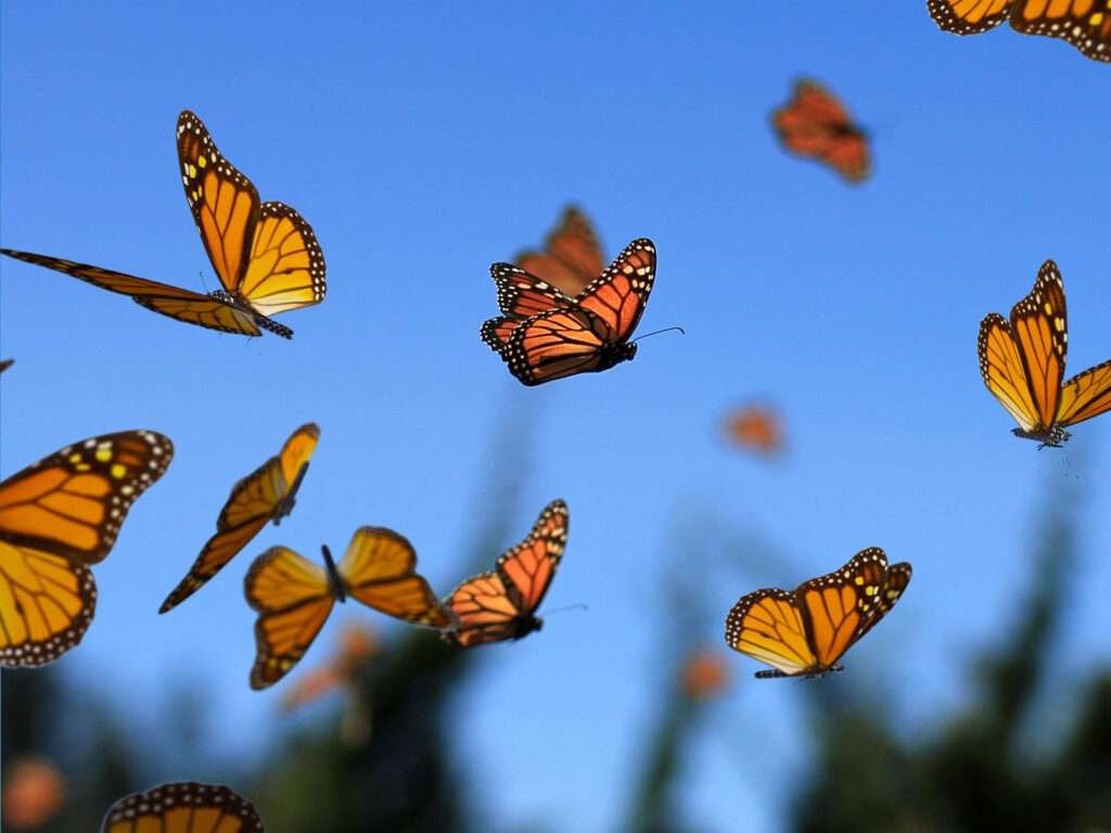 Wanderung des Monarchfalters nach Mexiko – Monarchfalter fliegen gemeinsam durch den Himmel