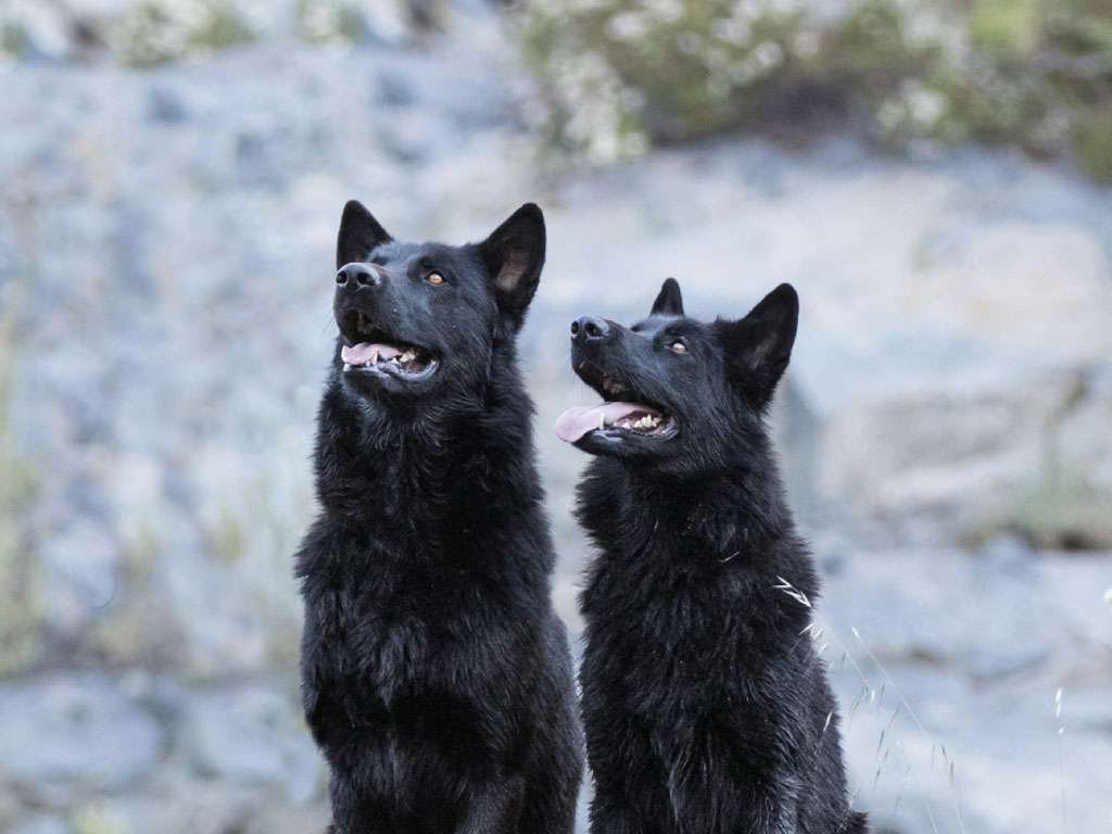 Zwei schwarze mexikanische Wolfshunde Calupoh sitzen aufmerksam nebeneinander