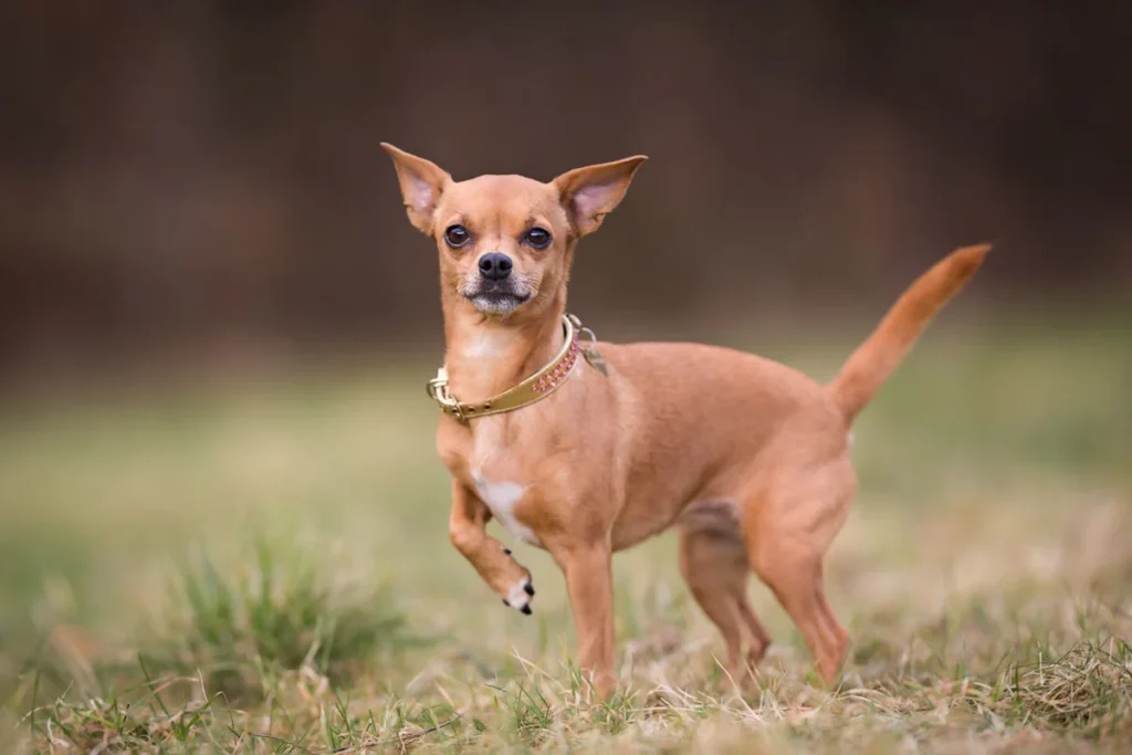 Chihuahua Hund auf der Wiese mit erhobenem Bein