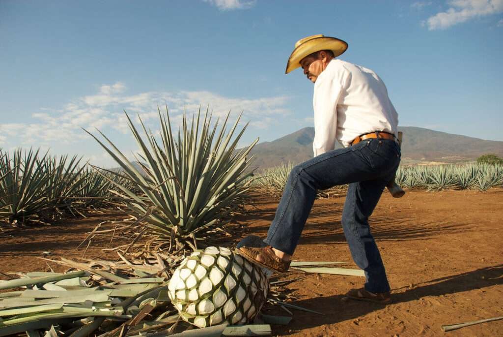 Unterschied zwischen Tequila und Mezcal beim Servieren mit Salzrand und Zitrus