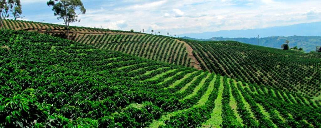 Kaffeeregion mit Terrassen – Kaffee in Mexiko