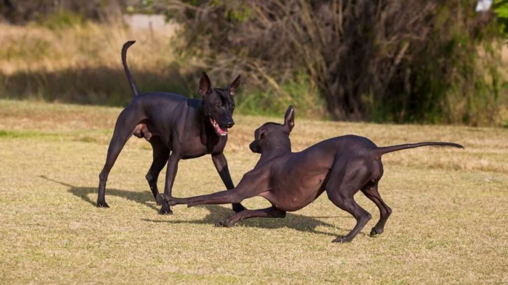 Zwei Xoloitzcuintles spielen energetisch auf einer Wiese