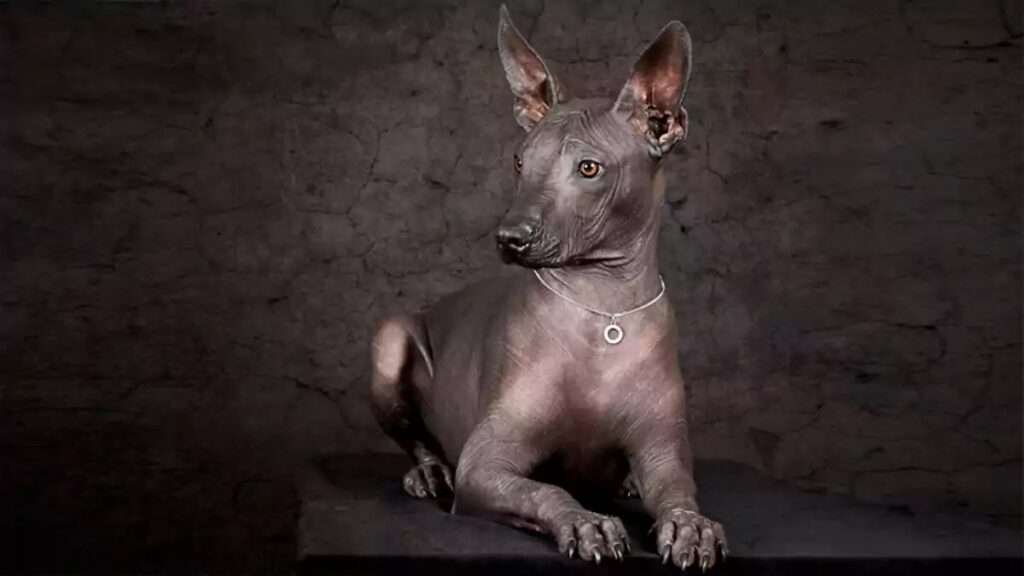Würdevoller Xoloitzcuintle mit edlem Blick auf dunklem Hintergrund