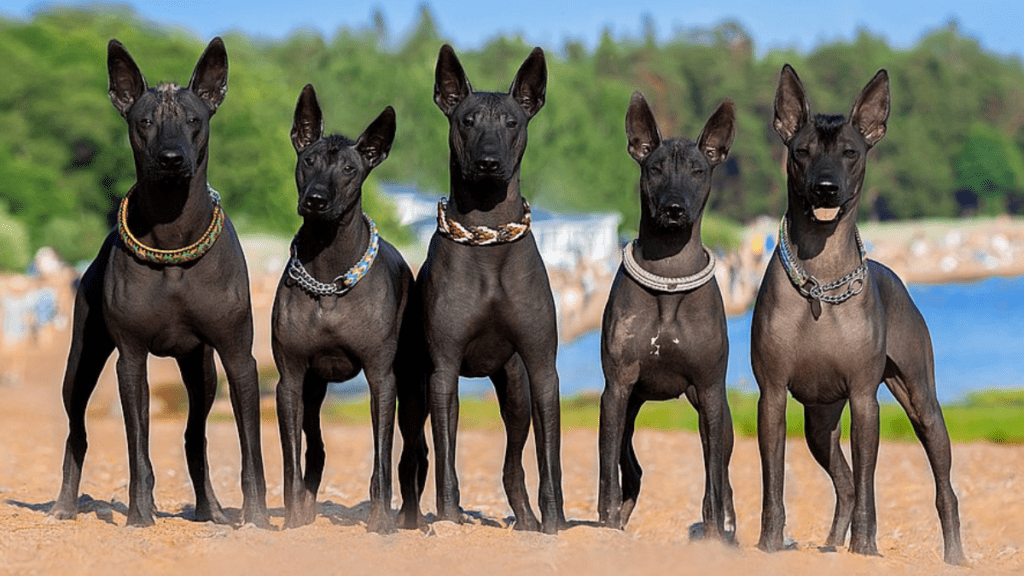 Fünf Xoloitzcuintles am Strand in aufmerksamer Pose