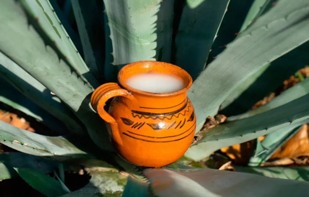 Traditioneller Pulque in Mexiko in einem Tonkrug vor einer Agave