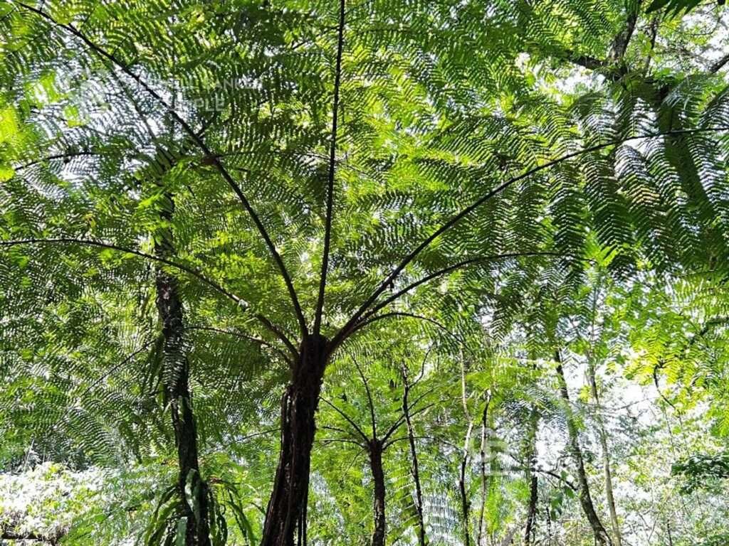 Baumfarne im tropischen Nebelwald von Rancho Viejo bei Xalapa