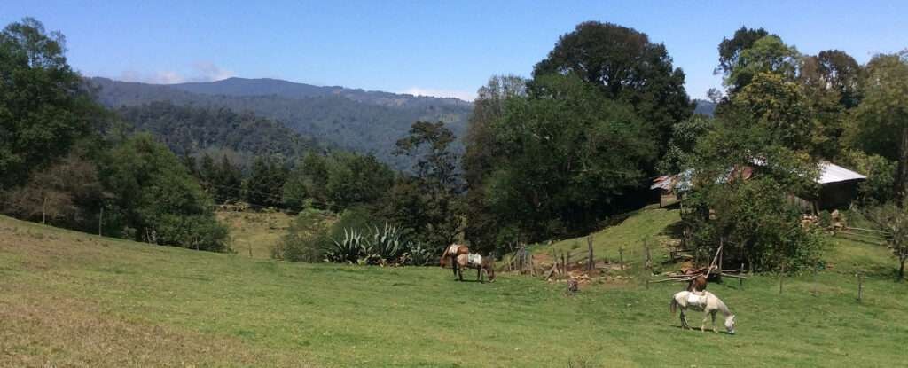 Pferde auf einer Wiese in Rancho Viejo bei Xalapa